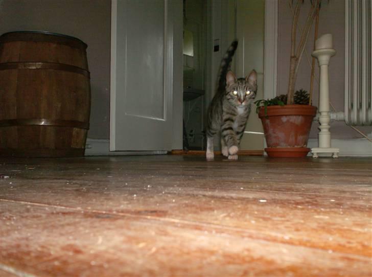 Huskat Diego billede 11