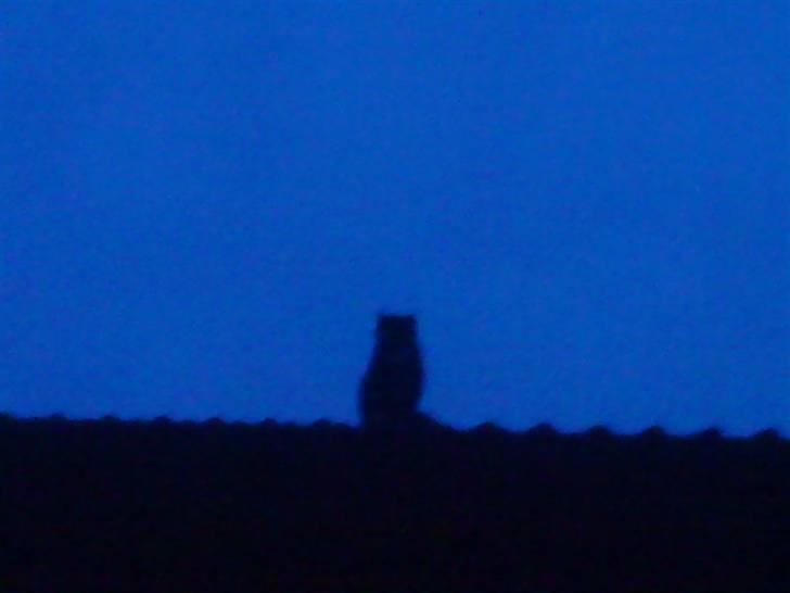 Blanding af racer Rufus - Det er altså en kat :b billede 14