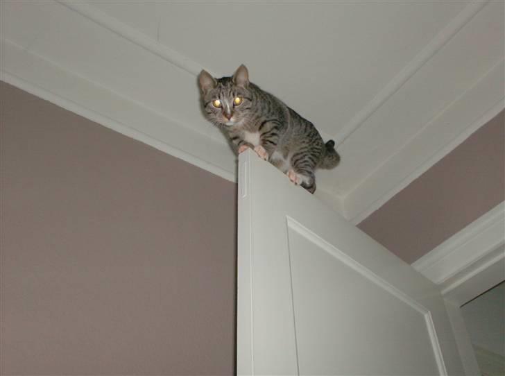 Huskat Diego billede 12