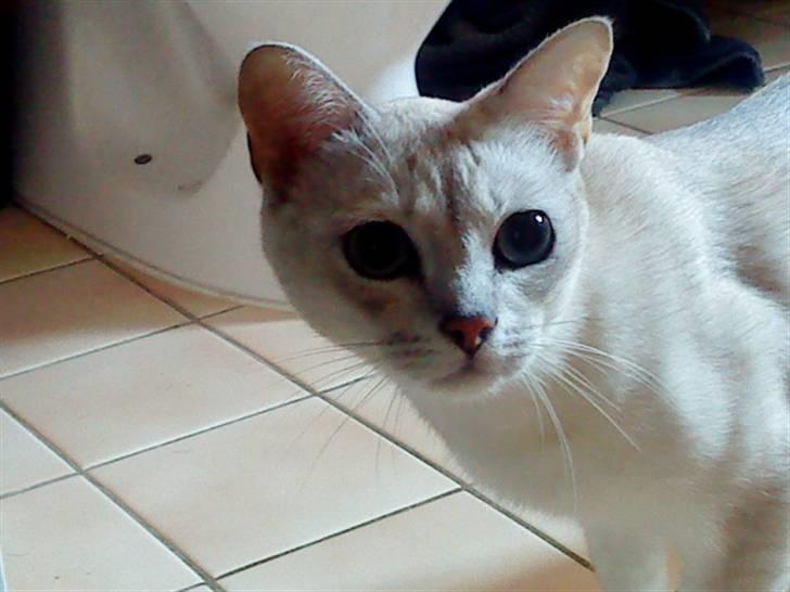 Burmilla Oliver *Tilbage sendt* :( - Prof billede ! billede 1