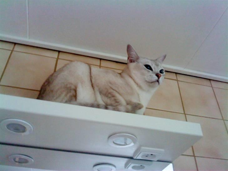 Burmilla Oliver *Tilbage sendt* :( - Var lidt bange da jeg kom, så sad der hvor der var højest ! :( billede 2