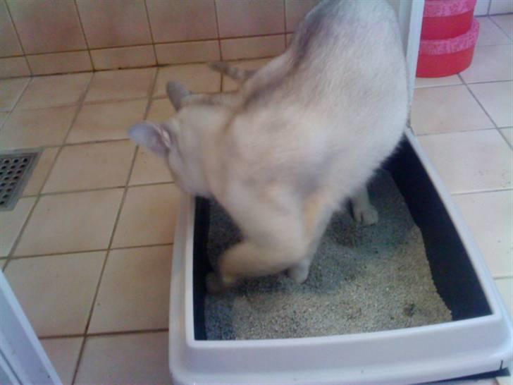 Burmilla Oliver *Tilbage sendt* :( - Så graver vi lige (: billede 3