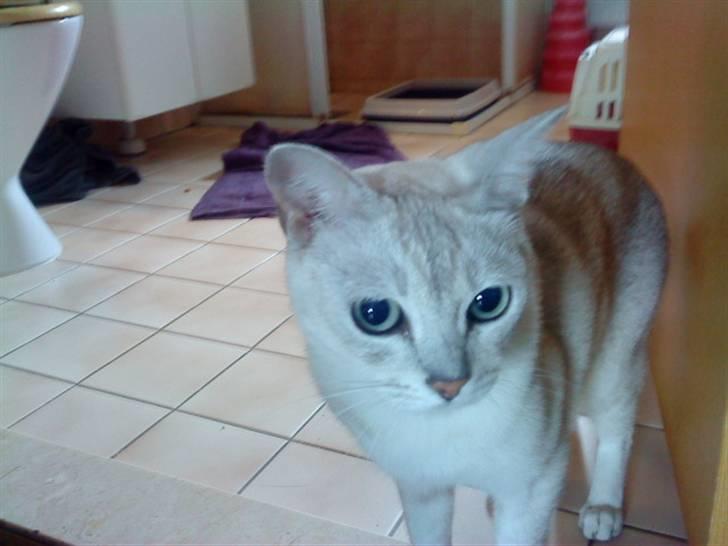 Burmilla Oliver *Tilbage sendt* :( billede 4