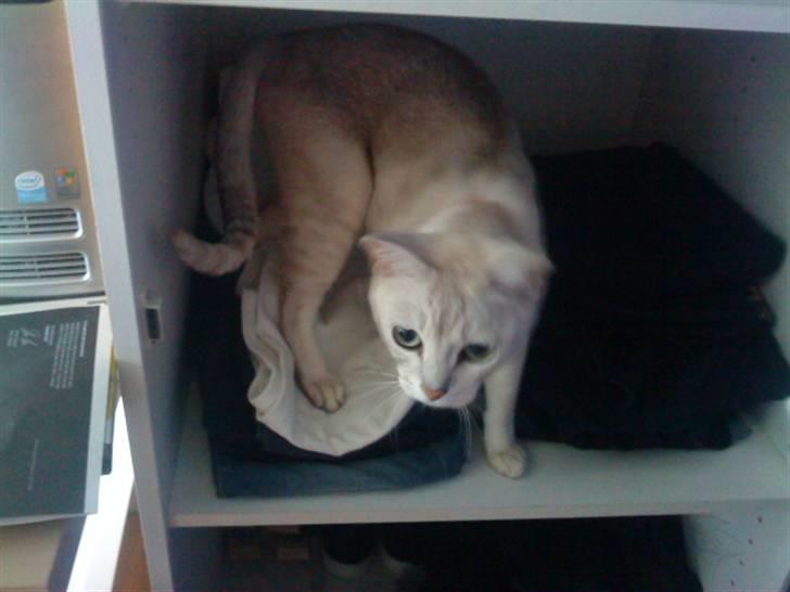 Burmilla Oliver *Tilbage sendt* :( - Det er dejligt at være inde i et skab :b billede 5