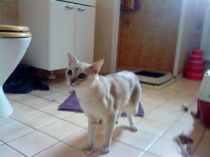 Burmilla Oliver *Tilbage sendt* :( billede 6