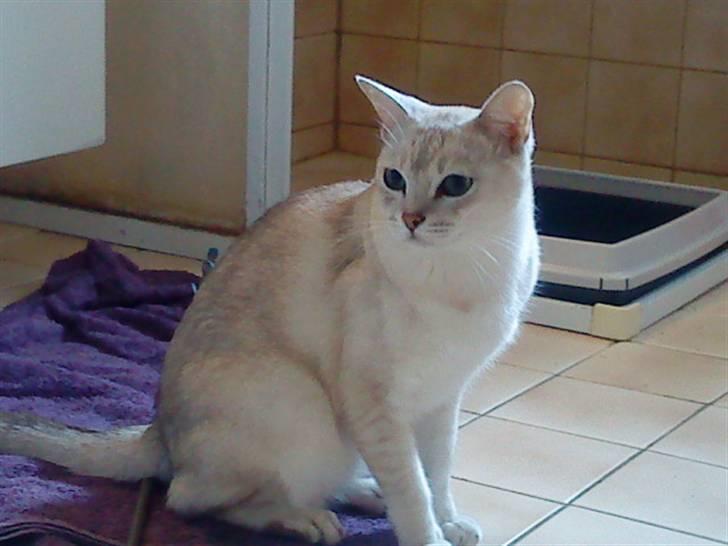 Burmilla Oliver *Tilbage sendt* :( - Se hvor fin jeg er ? :D billede 7