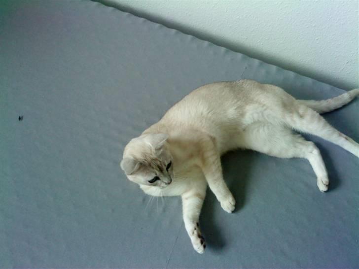 Burmilla Oliver *Tilbage sendt* :( billede 8