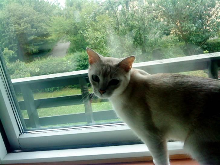 Burmilla Oliver *Tilbage sendt* :( - Jeg vil altså godt ud? billede 9