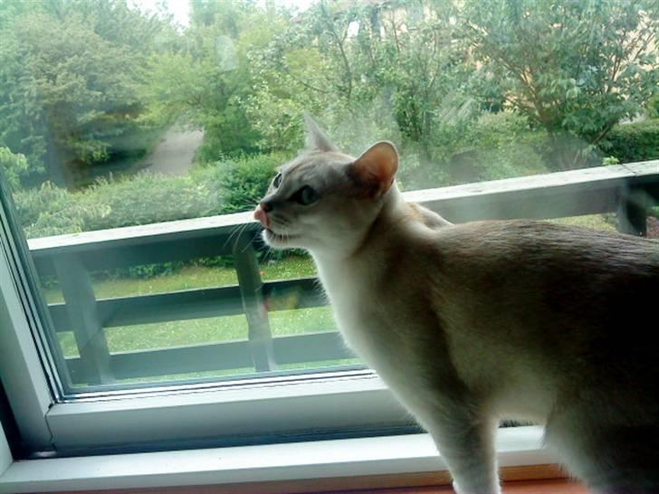 Burmilla Oliver *Tilbage sendt* :( billede 10