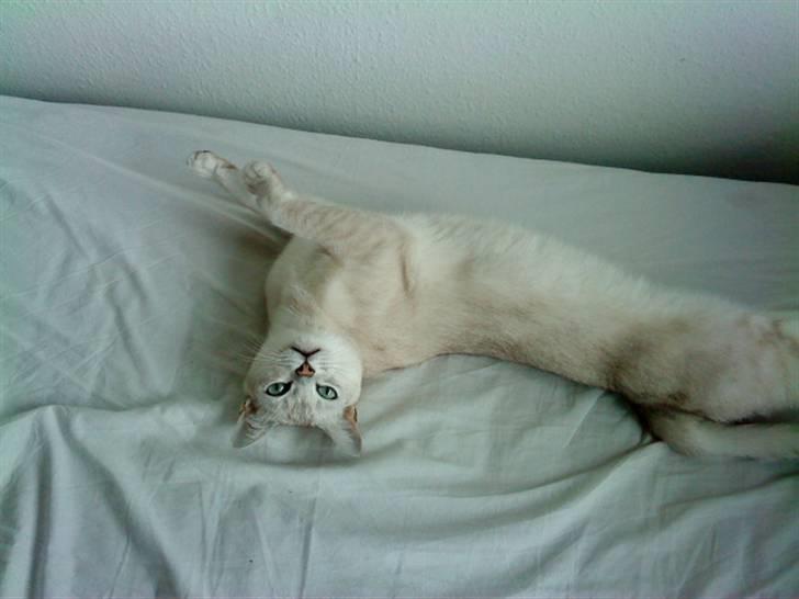 Burmilla Oliver *Tilbage sendt* :( billede 11