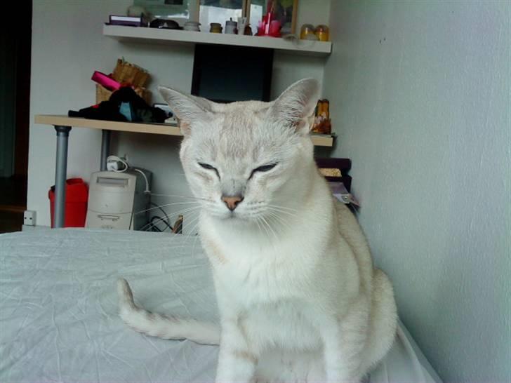 Burmilla Oliver *Tilbage sendt* :( - Træt kat :) billede 12