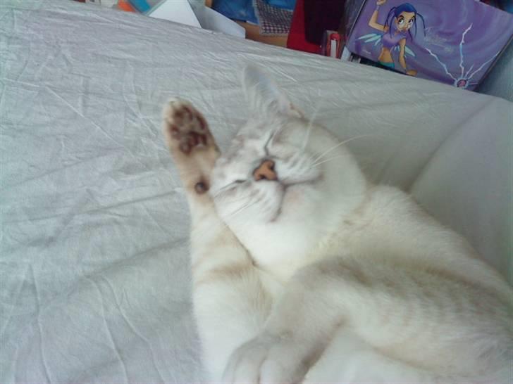 Burmilla Oliver *Tilbage sendt* :( - Der er noget der klør ! billede 13