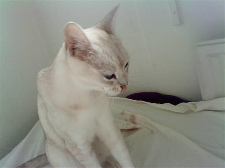 Burmilla Oliver *Tilbage sendt* :( - Smukke tunge? i; billede 14