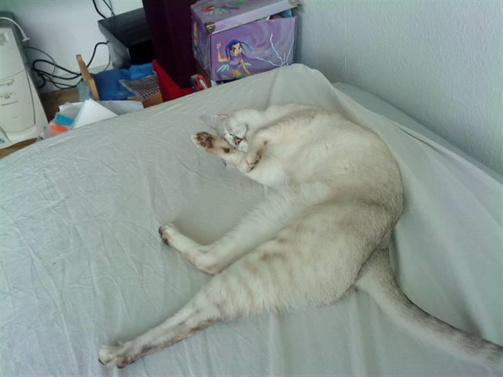 Burmilla Oliver *Tilbage sendt* :( billede 15