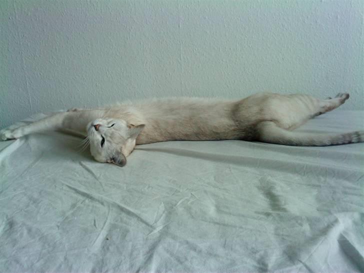 Burmilla Oliver *Tilbage sendt* :( - Se hvor lang jeg kan blive ;b billede 16