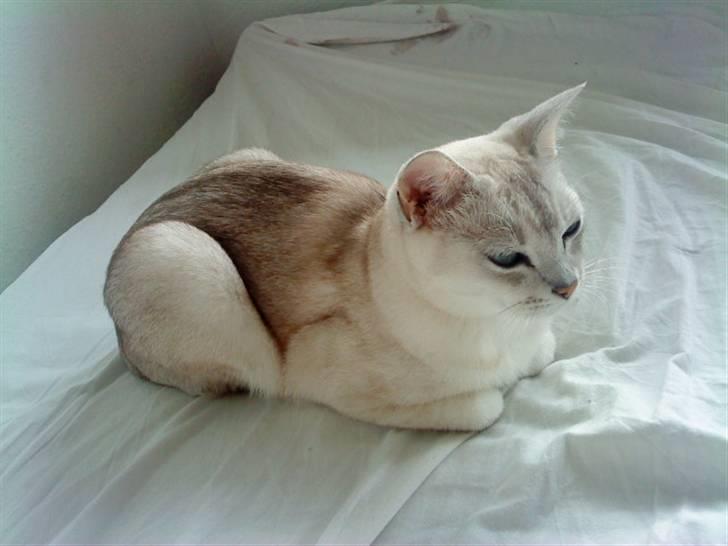 Burmilla Oliver *Tilbage sendt* :( - Se hvor lille jeg kan blive :b billede 17