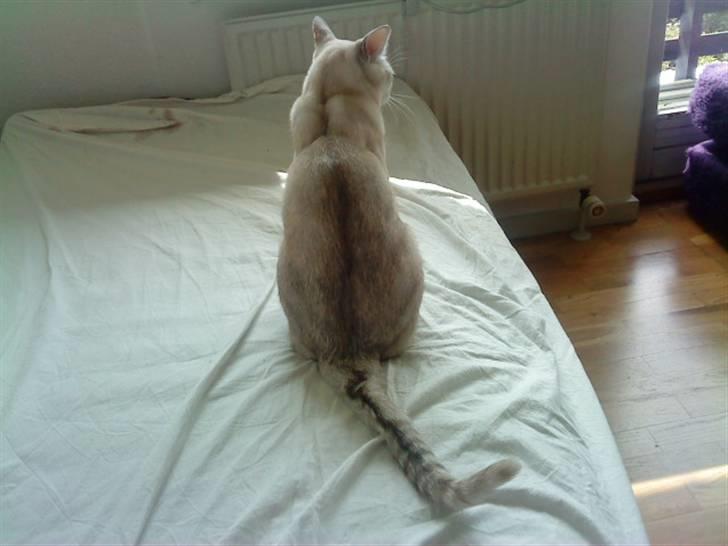 Burmilla Oliver *Tilbage sendt* :( - Min flotte stribe ! (: billede 18