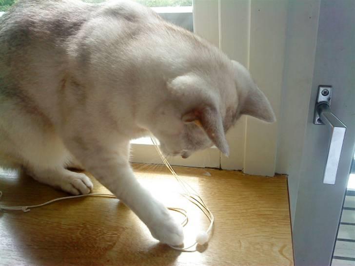 Burmilla Oliver *Tilbage sendt* :( - Den er skide sjov at lege med ! <3 billede 19