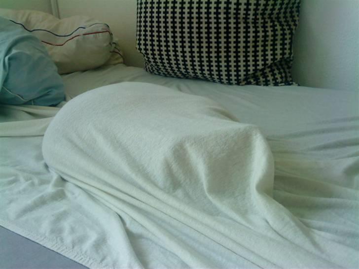 Burmilla Oliver *Tilbage sendt* :( - Hvor katten !? :D billede 20