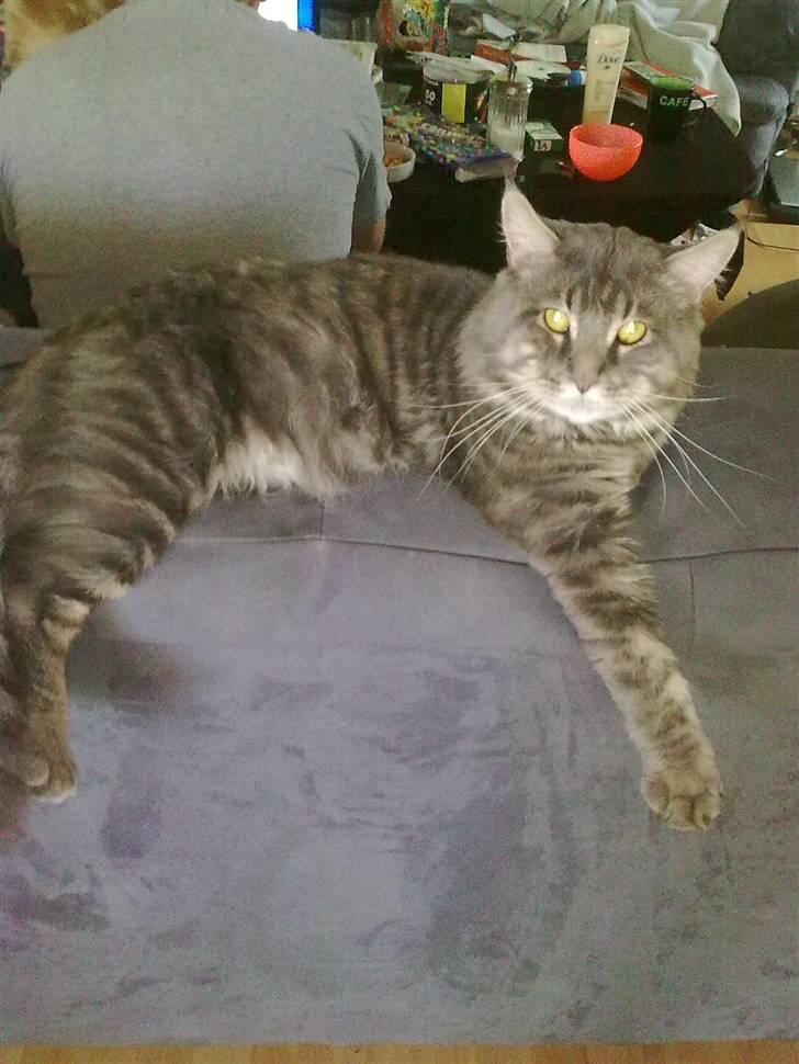 Maine Coon junior billede 6