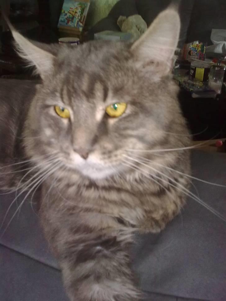Maine Coon junior billede 7