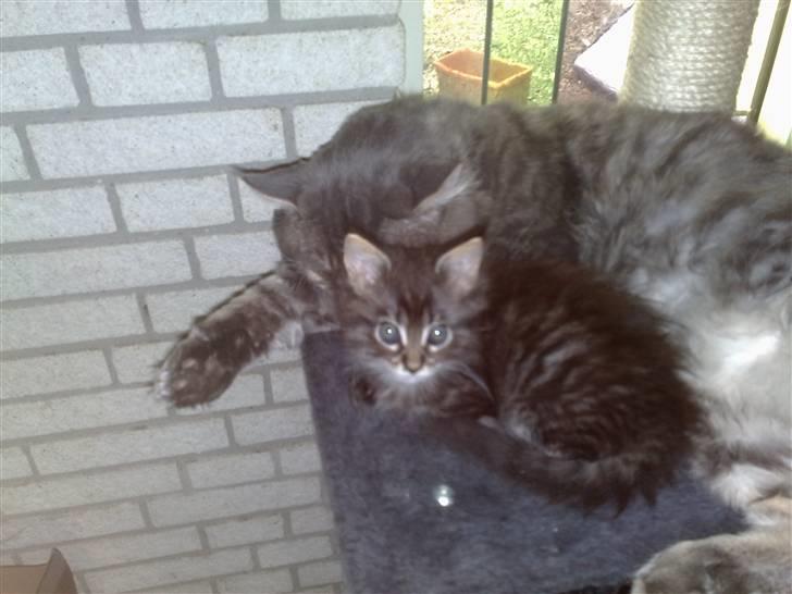 Maine Coon junior - slapper lige af sammen med en af hans første killinger  billede 8