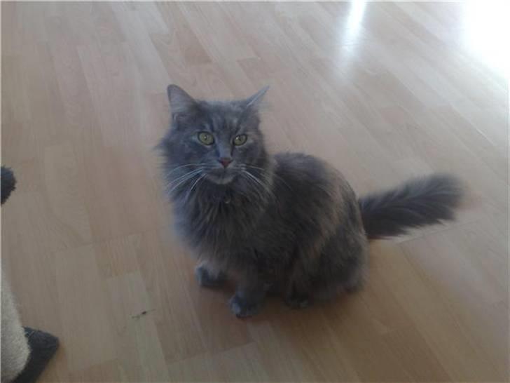 Norsk Skovkat Tao *R.I.P* Skattepige billede 1