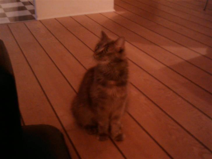 Norsk Skovkat Tao *R.I.P* Skattepige billede 2