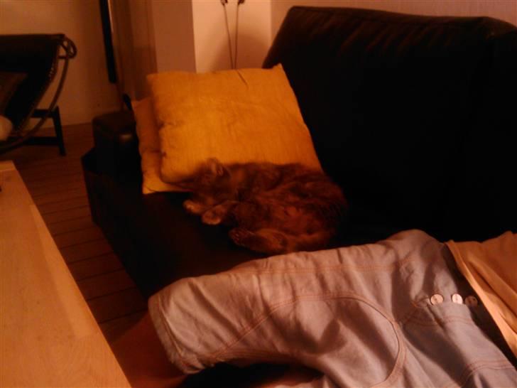 Norsk Skovkat Tao *R.I.P* Skattepige billede 3