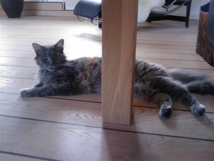Norsk Skovkat Tao *R.I.P* Skattepige billede 4