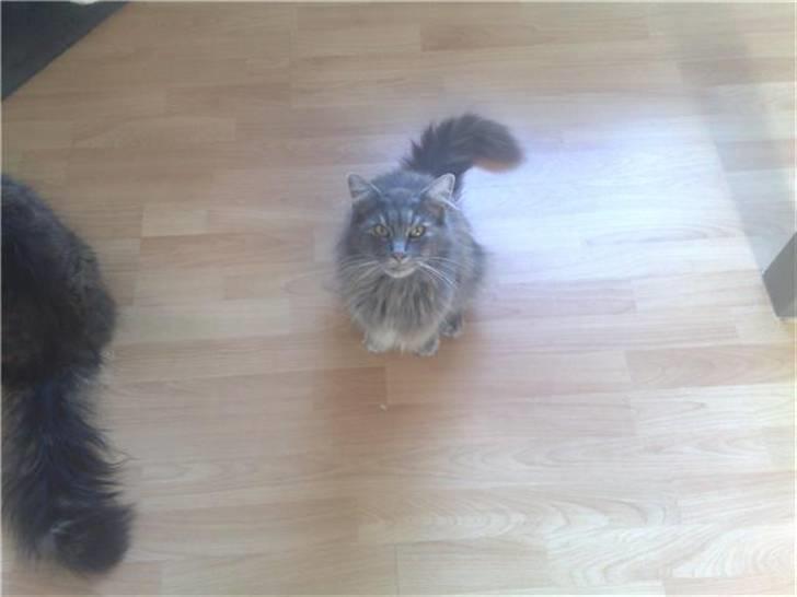 Norsk Skovkat Tao *R.I.P* Skattepige billede 5