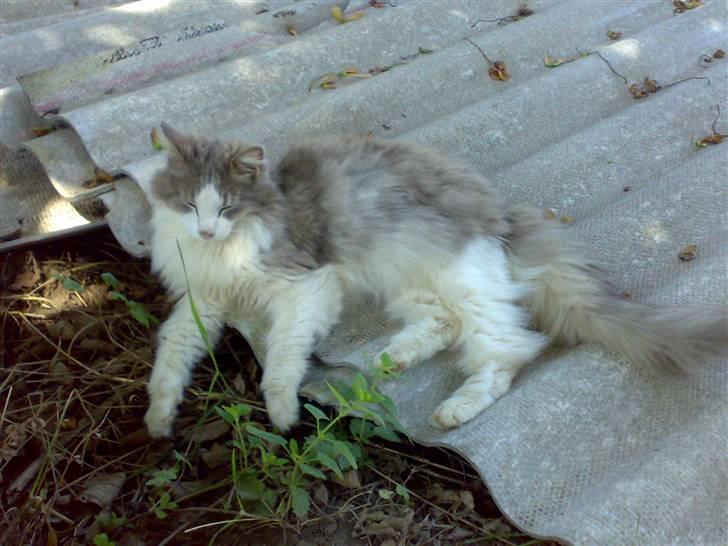 Norsk Skovkat Emilie - Millepigen nyder den varme sommer ;) billede 6