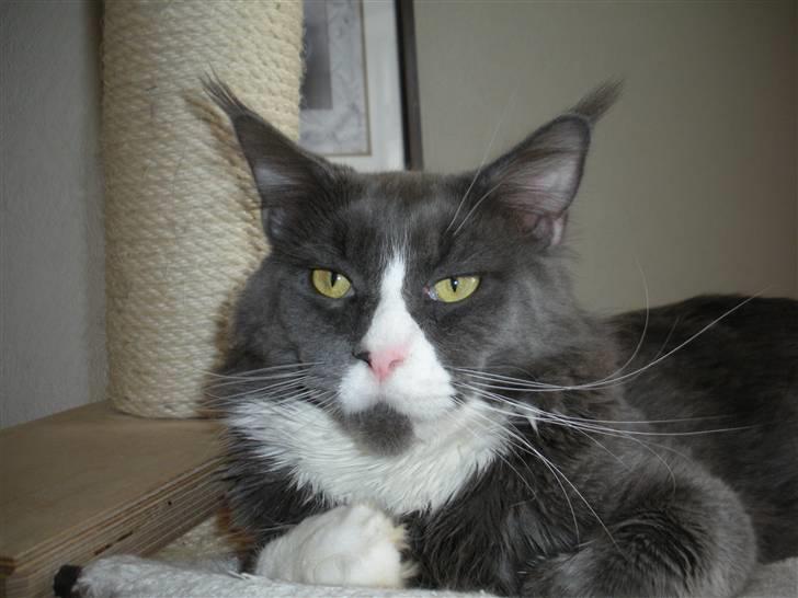 Maine Coon Langstteich In Petto - Petto,  20-2-2011 billede 1