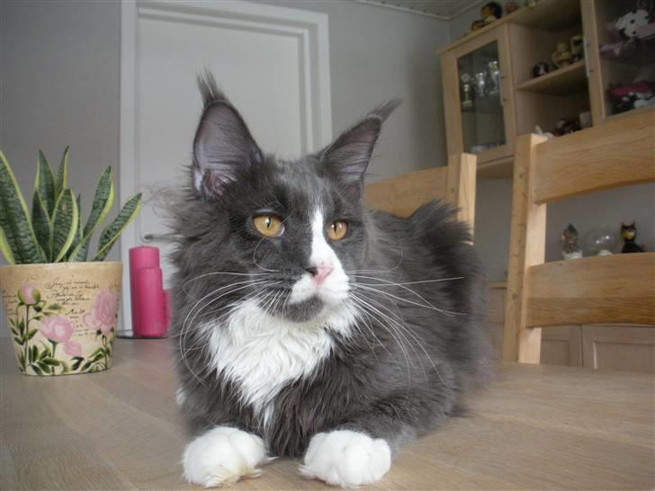 Maine Coon Langstteich In Petto - 4-2  9 mdr  billede 2