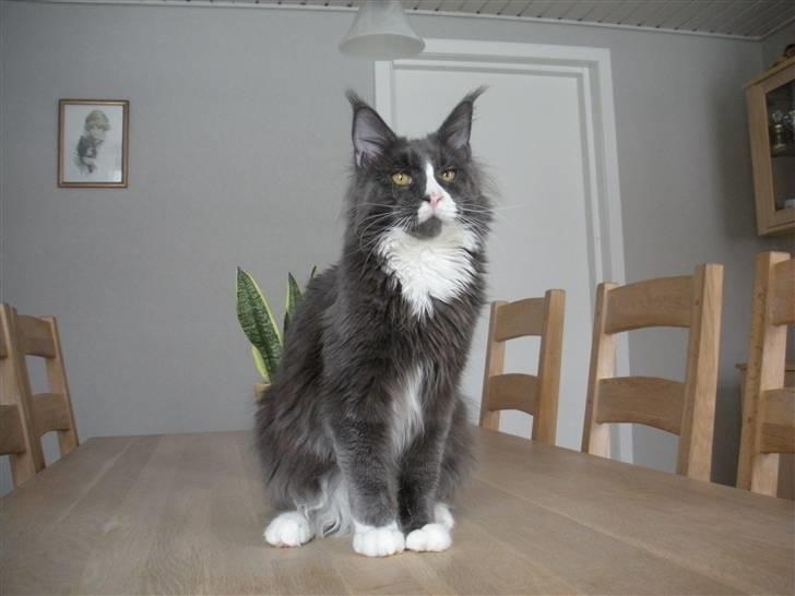 Maine Coon Langstteich In Petto -  3-2 9 mdr billede 3