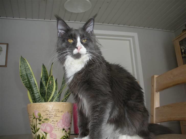 Maine Coon Langstteich In Petto - 3-2 9 mdr billede 4