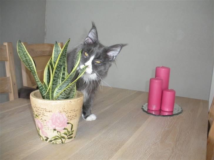 Maine Coon Langstteich In Petto - 3-2 9 mdr billede 5