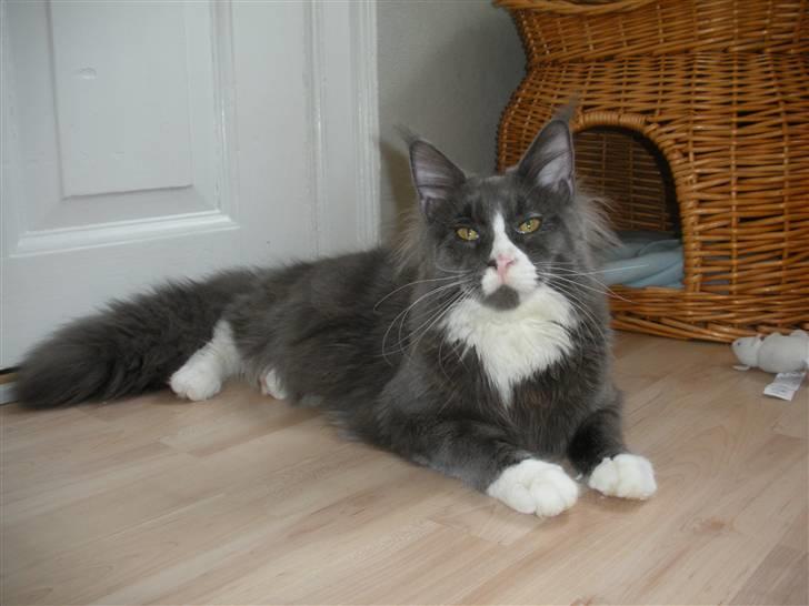Maine Coon Langstteich In Petto - 3-2 9 mdr billede 6
