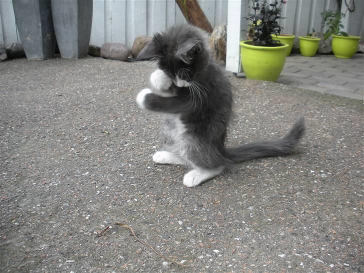 Maine Coon Langstteich In Petto billede 7