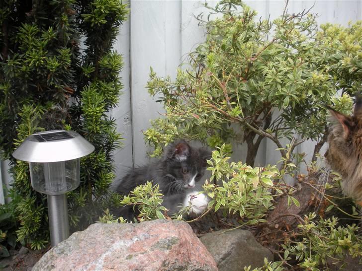 Maine Coon Langstteich In Petto billede 8