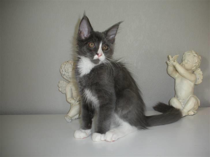 Maine Coon Langstteich In Petto billede 9