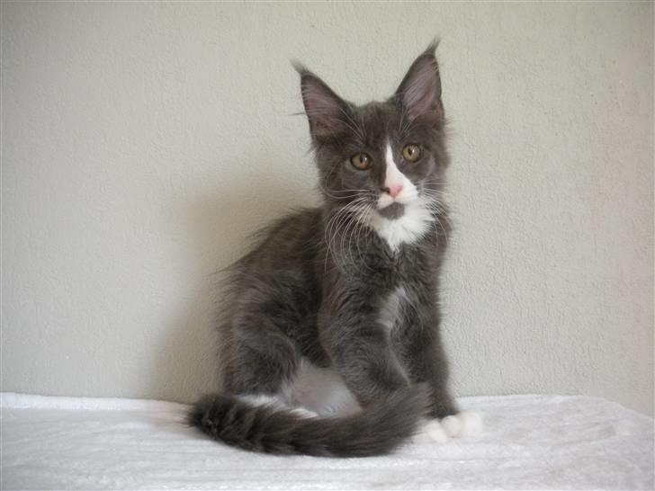 Maine Coon Langstteich In Petto billede 10