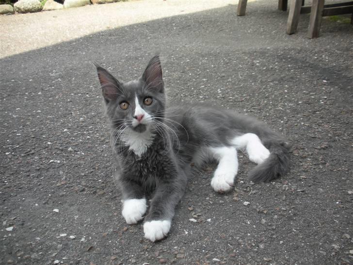 Maine Coon Langstteich In Petto billede 11