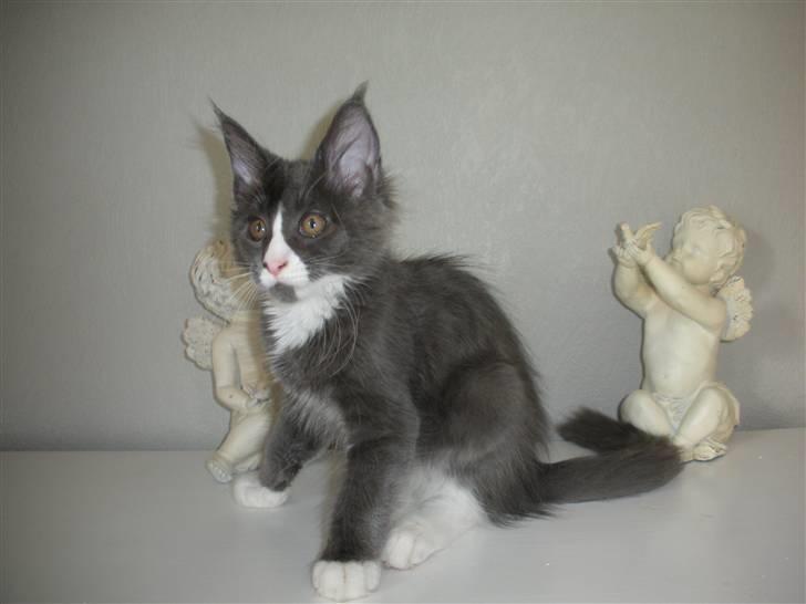 Maine Coon Langstteich In Petto billede 12