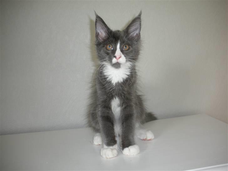 Maine Coon Langstteich In Petto billede 13