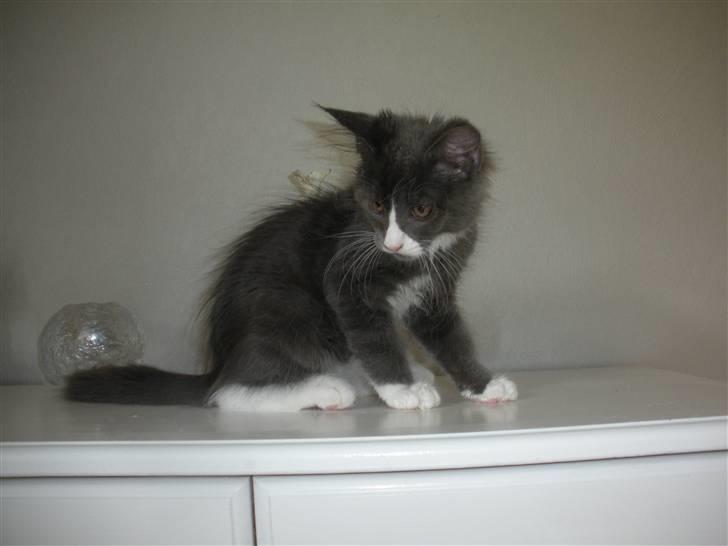 Maine Coon Langstteich In Petto billede 14