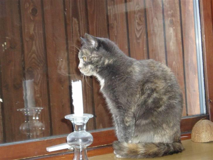 Huskat Missen - savnet billede 1