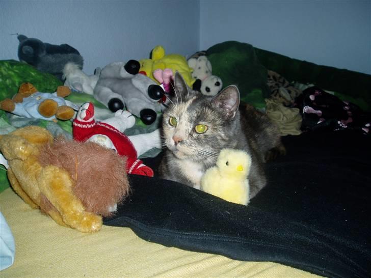 Huskat Missen - savnet billede 2