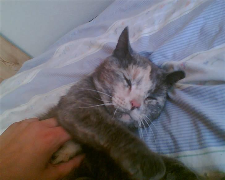 Huskat Missen - savnet billede 4