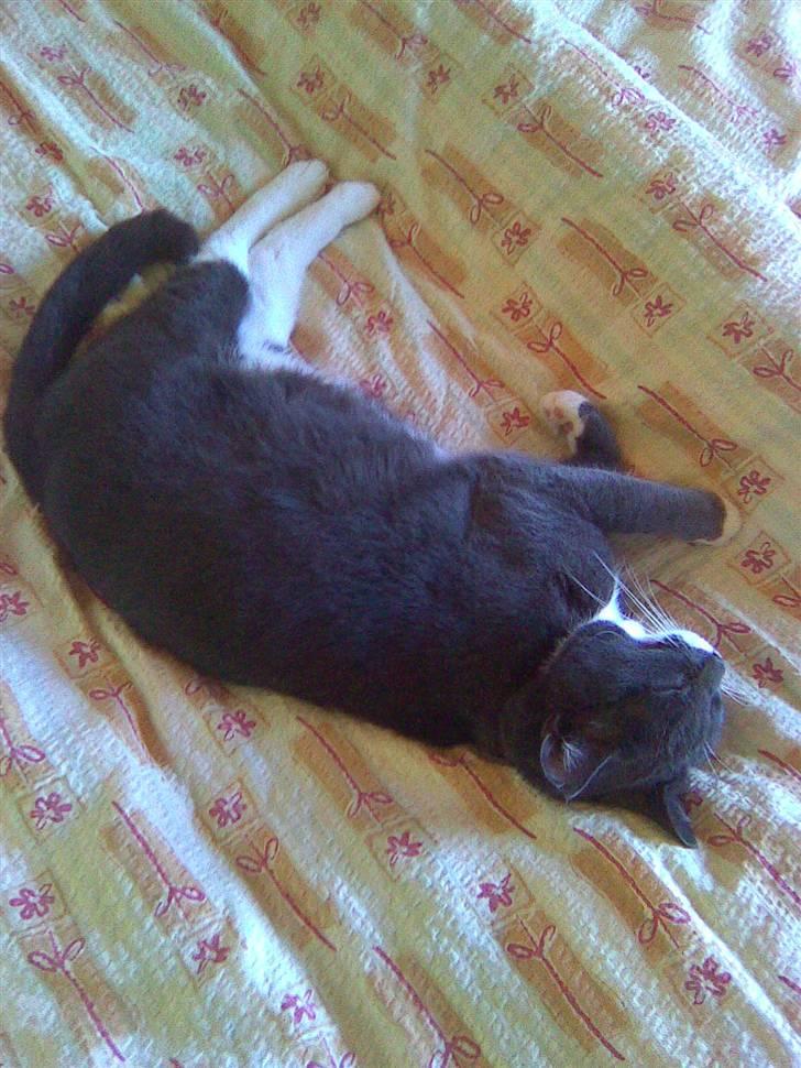 Huskat Pepsi billede 6